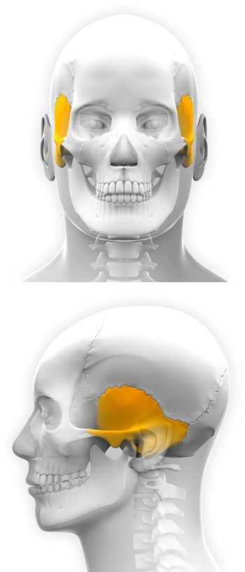 schedel staat centraal bij craniosacraal therapie